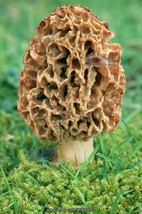 : Morel FUNGI : Morel FUNGI