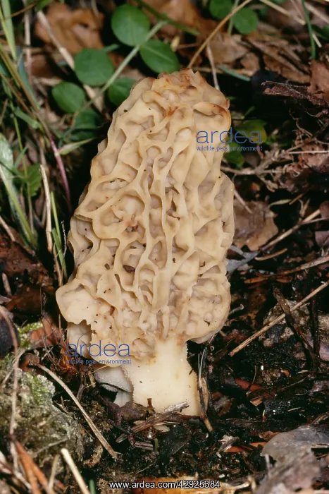  : Morel Fungi