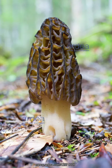 : Morel Fungus : Morel Fungus
