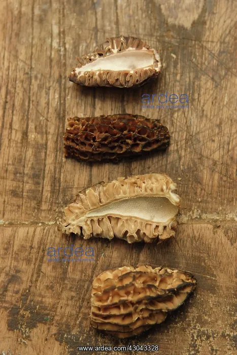 : Morel, Morchella esculenta : Morel, Morchella esculenta
