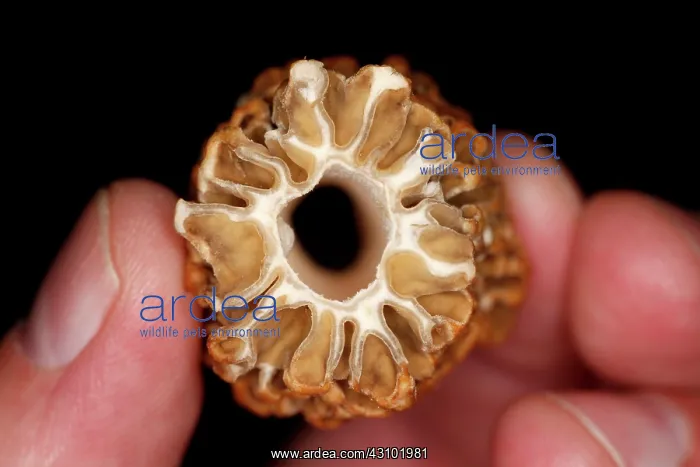 : Morel Mushroom Cross Section : Morel Mushroom Cross Section