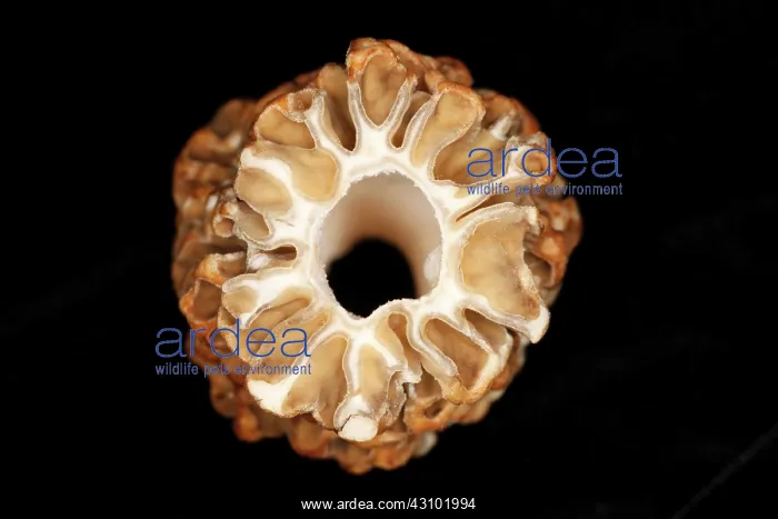 : Morel Mushroom Cross Section : Morel Mushroom Cross Section