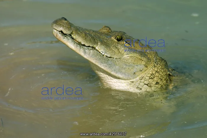 : MORELETIS / Belize CROCODILE : MORELETIS / Belize CROCODILE