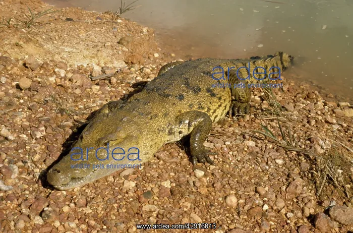 : MORELET'S / Belize CROCODILE : MORELET'S / Belize CROCODILE