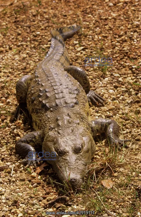 : Morelet's / Belize Crocodile - resting : Morelet's / Belize Crocodile - resting