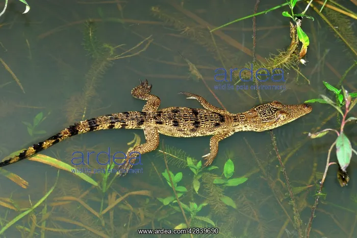 : Morelet's Crocodile : Morelet's Crocodile