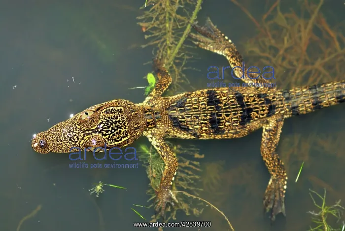 : Morelet's Crocodile : Morelet's Crocodile