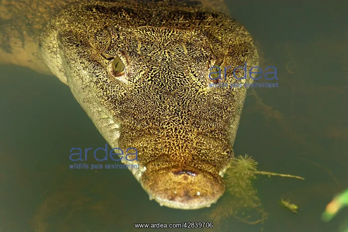 : Morelet's Crocodile : Morelet's Crocodile