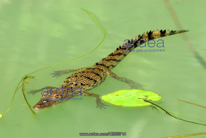 : Morelet's Crocodile : Morelet's Crocodile