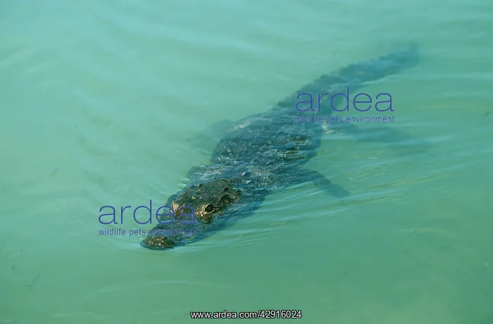 : MORELET'S CROCODILE : MORELET'S CROCODILE