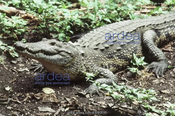 : Morelet's Crocodile : Morelet's Crocodile
