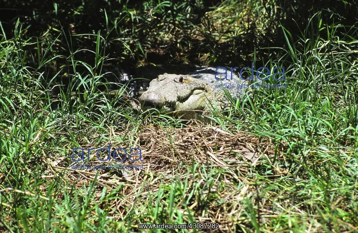 : Morelet's Crocodile : Morelet's Crocodile