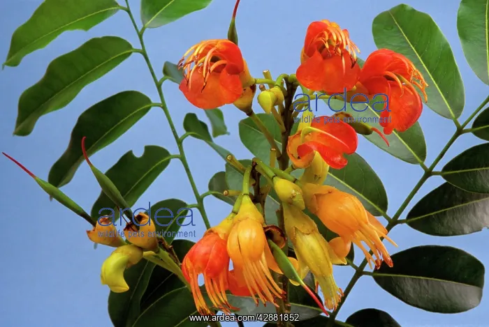 : Moreton Bay Chestnut / Black Bean Tree : Moreton Bay Chestnut / Black Bean Tree