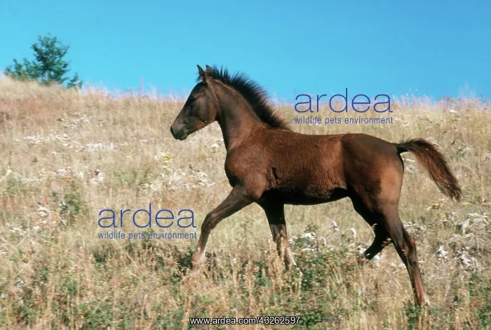 : Morgan Horse Yearling Running : Morgan Horse Yearling Running