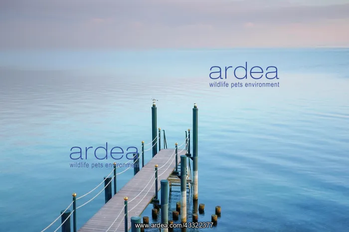 : Morgenstimmung uber dem Bodensee mit Steg zum See : Morgenstimmung uber dem Bodensee mit Steg zum See
