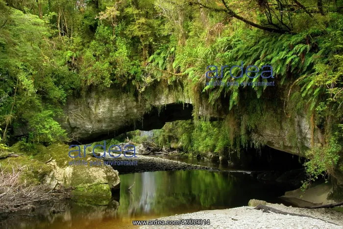 : Moria Gate Arch - and picturesque Oparara river : Moria Gate Arch - and picturesque Oparara river