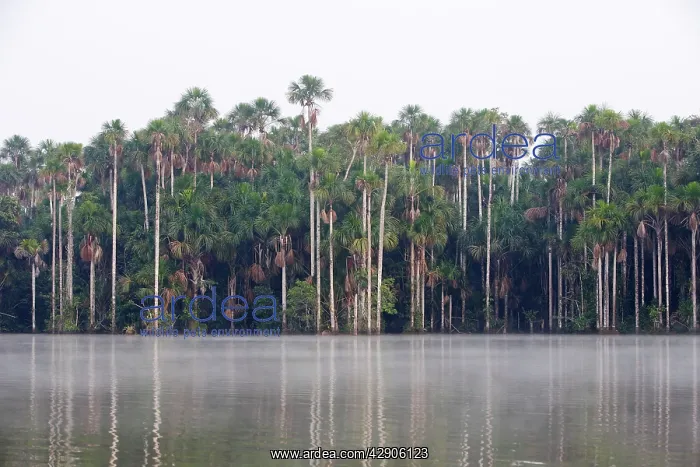 : Moriche Palm : Moriche Palm