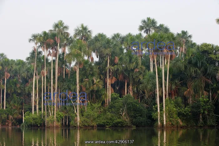 : Moriche Palm : Moriche Palm