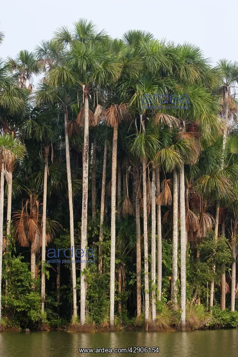 : Moriche Palm : Moriche Palm
