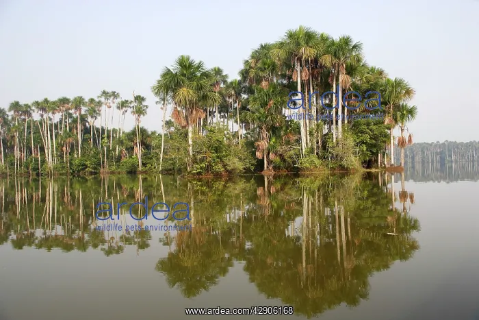 : Moriche Palm : Moriche Palm