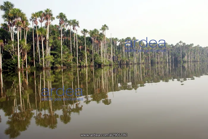 : Moriche Palm : Moriche Palm