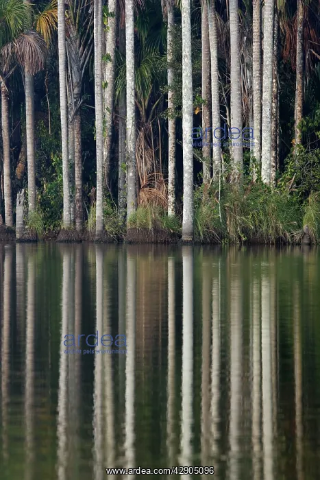 : Moriche Palm - at the edge of Lake Sandoval : Moriche Palm - at the edge of Lake Sandoval