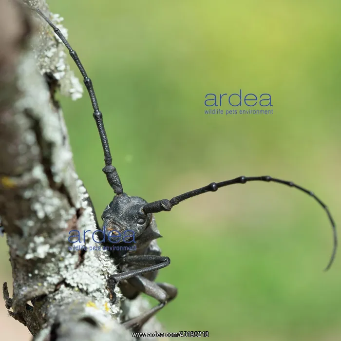 : Morimus asper funereus (Morimus asper funereus) : Morimus asper funereus (Morimus asper funereus)