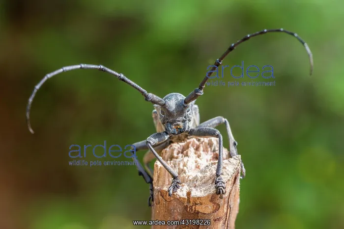 : Morimus asper funereus (Morimus asper funereus) : Morimus asper funereus (Morimus asper funereus)