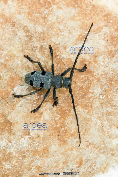 : Morimus asper funereus (Morimus asper funereus) : Morimus asper funereus (Morimus asper funereus)