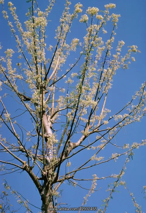  : Moringa Oleifera - also known as Horseradish Tree