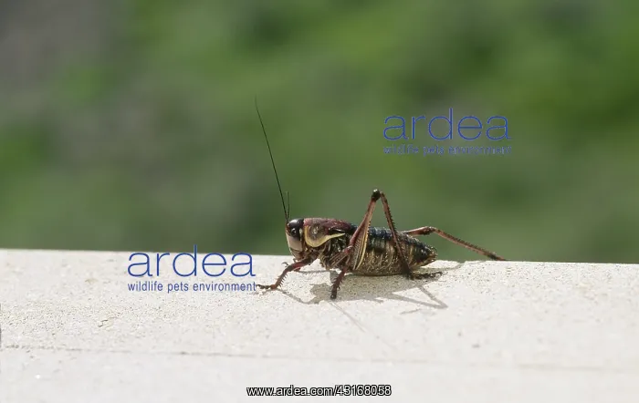 : Mormon Cricket (Anabrus simplex) : Mormon Cricket (Anabrus simplex)