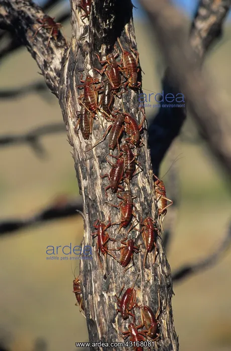 : Mormon Cricket Invasion : Mormon Cricket Invasion
