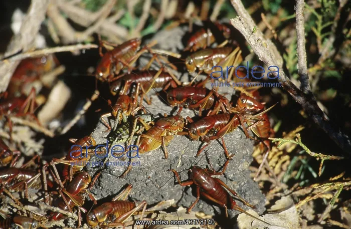  : Mormon Cricket invasion, Nevada, 2002