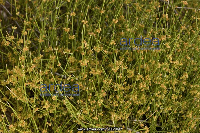 : Mormon Tea - in flower : Mormon Tea - in flower