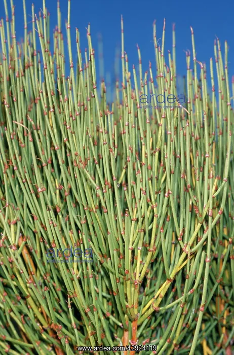 : Mormon Tea - is a medicinal / herbal confier plant : Mormon Tea - is a medicinal / herbal confier plant