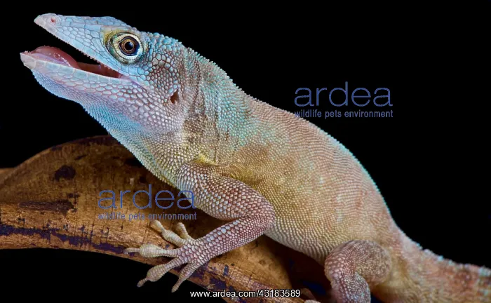: The Morne Constant Anole, Anolis ferreus : The Morne Constant Anole, Anolis ferreus