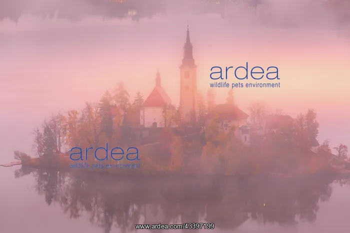 : Morning aerial sunrise view of Lake Bled with St : Morning aerial sunrise view of Lake Bled with St