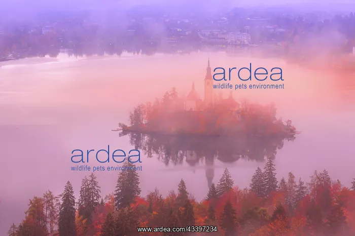 : Morning aerial sunrise view of Lake Bled with St : Morning aerial sunrise view of Lake Bled with St