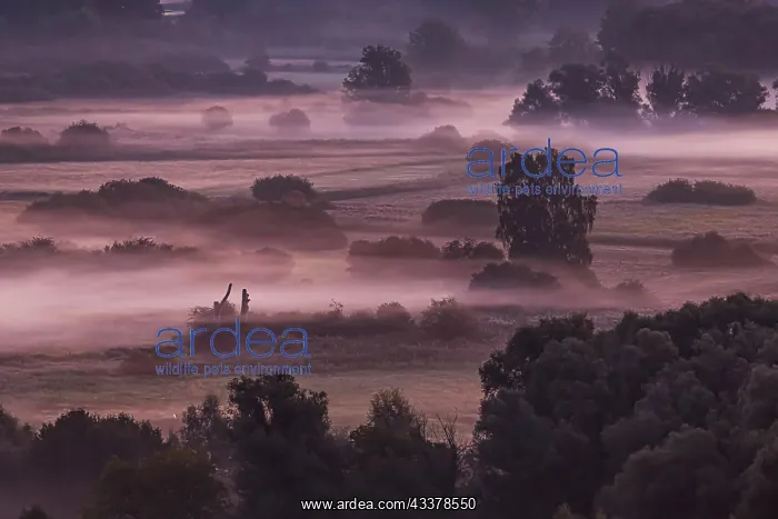 : Morning atmosphere with autumn fog at Lake Constance : Morning atmosphere with autumn fog at Lake Constance