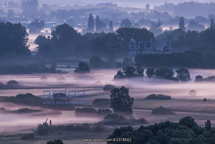 : Morning atmosphere with autumn fog at Lake Constance : Morning atmosphere with autumn fog at Lake Constance