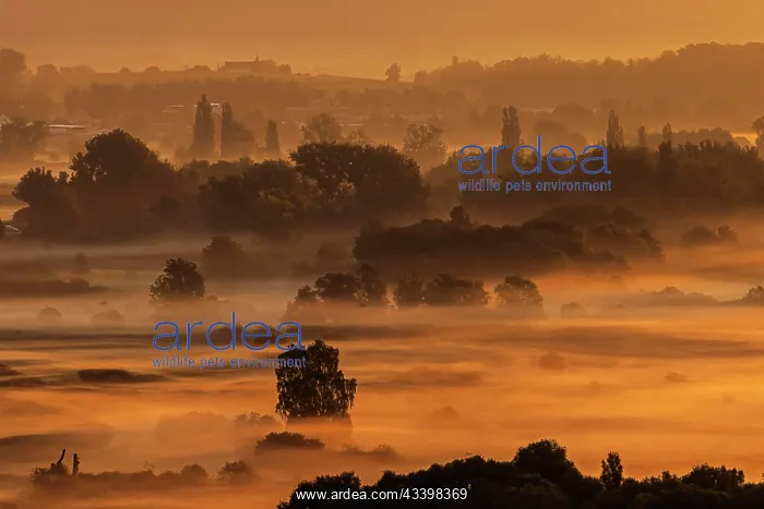 : Morning atmosphere with autumn fog at Lake Constance : Morning atmosphere with autumn fog at Lake Constance