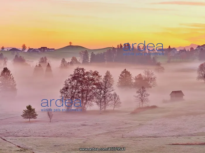 : Morning atmosphere in the autumnal moor, Schnnenberg : Morning atmosphere in the autumnal moor, Schnnenberg