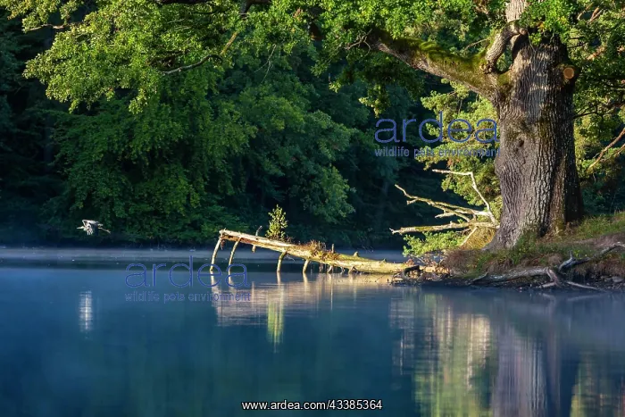 : Morning atmosphere at the Bcrensee, early morning fog : Morning atmosphere at the Bcrensee, early morning fog