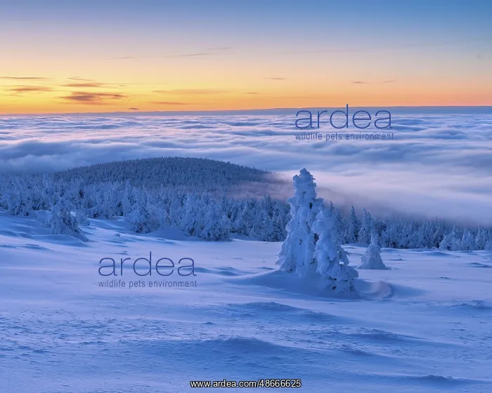 : Morning atmosphere on the Brocken, view over snow-covered : Morning atmosphere on the Brocken, view over snow-covered