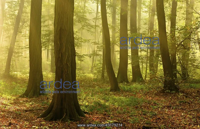 : Morning atmosphere in the deciduous forest : Morning atmosphere in the deciduous forest