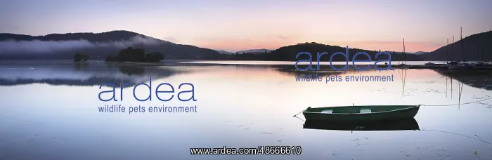  : Morning atmosphere with fog over the lake, rowing boats