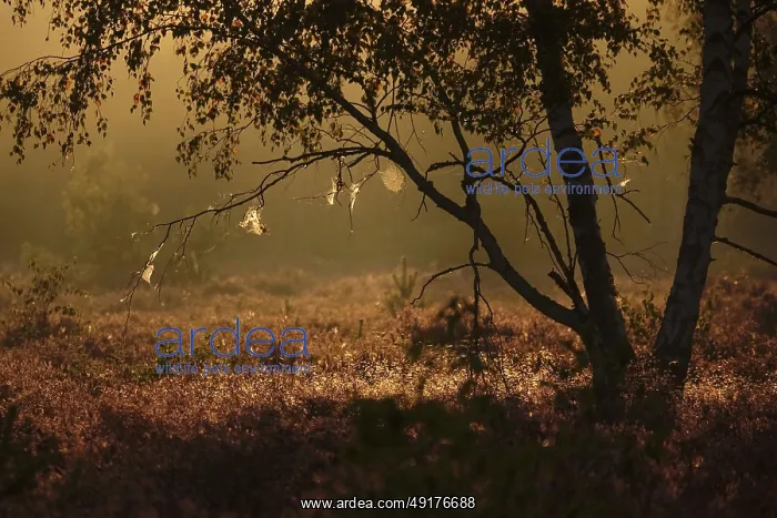 : Morning atmosphere in a heath landscape : Morning atmosphere in a heath landscape