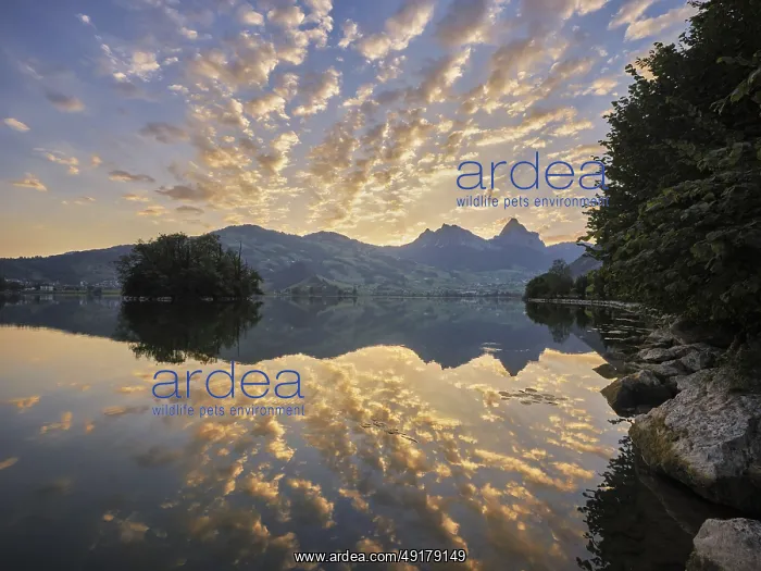 : Morning atmosphere at Lake Lauerz with island : Morning atmosphere at Lake Lauerz with island