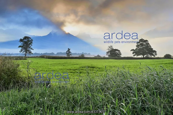 : Morning atmosphere at Lake Lauerz with reed belt : Morning atmosphere at Lake Lauerz with reed belt