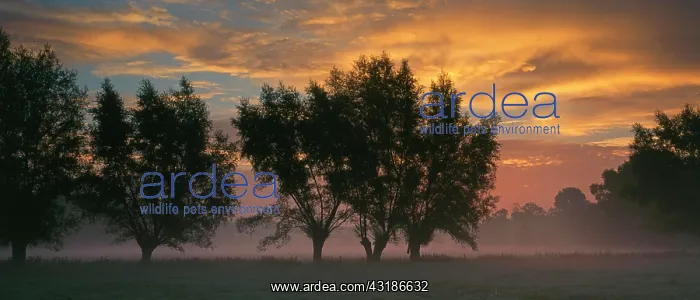 : Morning atmosphere in the meadows of the river Lippe : Morning atmosphere in the meadows of the river Lippe